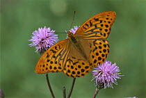 Silver-washed Fritillary (Argynnis paphia) butterfly, Switzerland