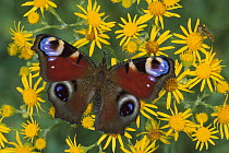 Peacock Butterfly (Inachis io) on flowers, Switzerland