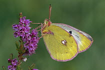 Mountain Clouded Yellow (Colias phicomone) butterfly foraging, Switzerland