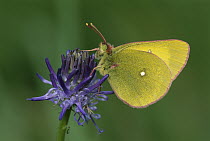 Moorland Clouded Yellow (Colias palaeno) butterfly, Switzerland