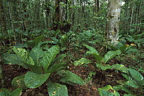 Rainforest at the base of Auyan Tepui, Canaima National Park, Venezuela