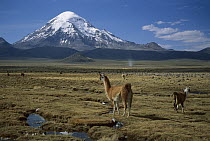 Alpaca (Lama pacos) mother and young in grassland near volcano, Lauca National Park, Chile