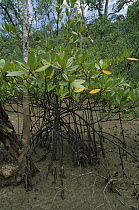 Mangrove (Rhizophoraceae) tree at low tide, Bako National Park, Sarawak, Malaysia