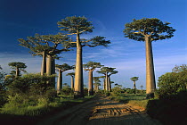 Grandidier's Baobab (Adansonia grandidieri) trees near road, Morondava, Madagascar