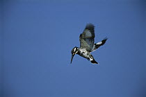 Pied Kingfisher (Ceryle rudis) hovering, Bharatpur National Park, India