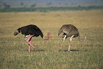 Ostrich (Struthio camelus) male and female, Masai Mara National Reserve, Kenya