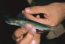 Flying Fish (Exocoetidae) in human hands, Colombia