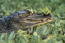 Spectacled Caiman (Caiman crocodilus) with water plant on snout, Venezuela