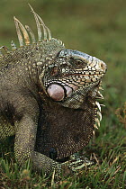 Green Iguana (Iguana iguana) male, Los Llanos, Venezuela