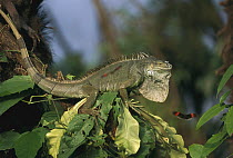 Green Iguana (Iguana iguana) on branch, Los Llanos, Venezuela