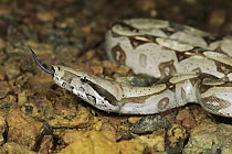 Boa Constrictor (Boa constrictor) flicking tongue to taste surroundings, French Guiana