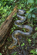 Green Anaconda (Eunectes murinus), Leticia, Colombia