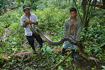Green Anaconda (Eunectes murinus) being held up by two men, Leticia, Colombia