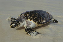 Hawksbill Sea Turtle (Eretmochelys imbricata) coming ashore, Los Roques National Park, Venezuela