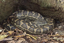 Carpet Python (Morelia spilota) curled up, Lamington National Park, Australia