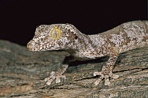 Spiny-tailed Gecko (Diplodactylus ciliaris) camouflaged on tree, Kakadu National Park, Australia