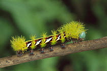 Moth (Automeris sp) caterpillar, Manu National Park, Peru