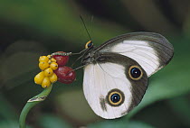 Silky Owl Butterfly (Taenaris catops) with spots to mimic eyes of larger predators, Papua New Guinea