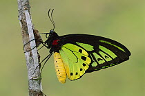 Common Green Birdwing (Ornithoptera priamus) butterfly, Papua New Guinea