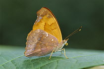 Nymphalid butterfly (Temenis laothoe), Iguacu National Park, Brazil