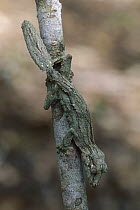 Leaf-tailed Gecko (Uroplatus sikorae) camouflaged on branch, Ankarafantsika National Park, Madagascar