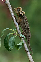 Stump-tailed Chameleon (Brookesia perarmata) on branch, Madagascar