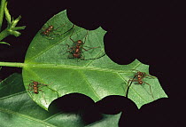 Leafcutter Ant (Atta sp) group dissecting leaf into fragments to be carried back to nest, Henri Pittier National Park, Venezuela