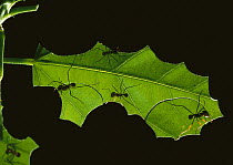 Leafcutter Ant (Atta sp) group dissecting leaf into fragments to be carried back to nest, Henri Pittier National Park, Venezuela