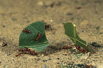 Leafcutter Ant (Atta sp) group carrying leaves back to nest, Henri Pittier National Park, Venezuela