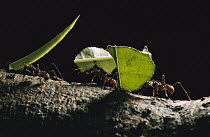 Leafcutter Ant (Atta sp) group carrying leaves back to nest, Amacayacu National Park, Colombia