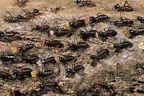 Termites carrying building materials back to nest, Sumatra, Indonesia