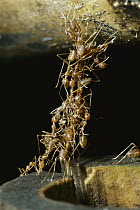 Ant (Formicidae) group linking their bodies to form a bridge, Doi Inthanon National Park, Thailand
