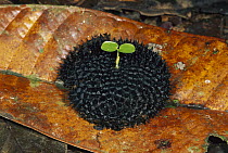 Plant seed with sprout, Amacayacu National Park, Colombia