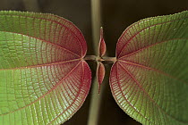 Melastoma (Melastomataceae) plant, showing new leaf growth, Manu National Park, Peru
