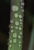 Dew glistening on a blade of grass, Machu Picchu, Peru