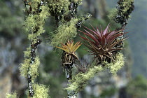 Bromeliad (Bromeliaceae) pair growing on moss covered branches, Machu Picchu, Peru