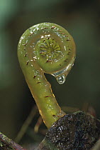 Fern (Blechnum sp) sprouting, La Planada Nature Reserve, Colombia