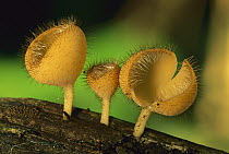 Cup Fungus (Cookeina sp) trio, Tambopata-Candamo Nature Reserve, Peru