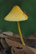 Lemon-yellow-lepiota (Leucocoprinus birnbaumii) mushroom with insect larva, Tambopata-Candamo Nature Reserve, Peru