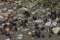 Butterflies gathering to sip minerals and salts from sand along riverbank, Manu National Park, Peru