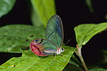 Blush Butterfly (Cithaerias menander) on leaf, Braulio Carillo National Park, Costa Rica