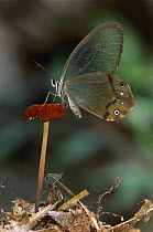 Nymphalid Butterfly (Haetera sp) on mushroom, Tambopata-Candamo Nature Reserve, Peru