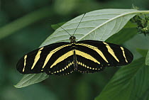 Zebra Butterfly (Heliconius charitonius) butterfly, Alluriquin, Ecuador