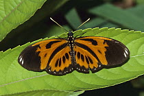 Nymphalid Butterfly (Nymphalidae), Manu National Park, Peru