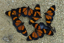 Brush-footed Butterfly (Actinote sp) group gathering to sip minerals and salts from sand along riverbank, Manu National Park, Peru