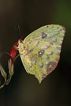 Pierid Butterfly (Phoebis sp), Manu National Park, Peru