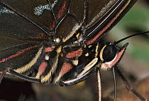 Morpho Butterfly (Morpho sp) close up, Manu National Park, Peru