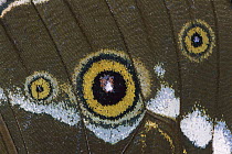 Morpho Butterfly (Morpho sp) close up, Manu National Park, Peru