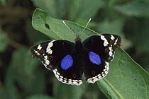 Dark Blue Pansy Butterfly (Junonia oenone), Kibale National Reserve, Uganda