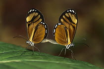 Nymphalid Butterfly (Nymphalidae) pair mating, Los Llanos, Venezuela